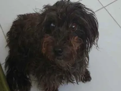 Cao Poodle Pequeno 6-anos-Acima