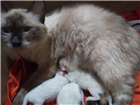 Gato Sianês Pequeno Abaixo-de-2-meses