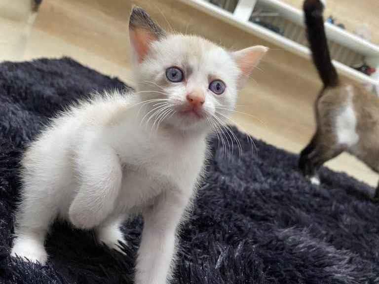 Adoção de Gato Barueri/SP | Gatos pequenos  | Filhote | Raça  | tamanho Pequeno