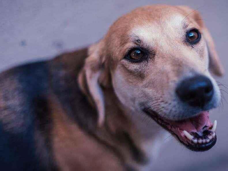 Adoção de Cachorro São Paulo/SP | VAL | 3 anos | Raça SRD-ViraLata | tamanho Médio