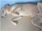 Cachorro tamanho Medio Femea 7-a-11-meses para adoção