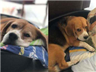 Cao Beagle Medio 6-anos-Acima