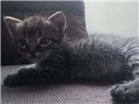 Gato Sem raça Pequeno Abaixo-de-2-meses