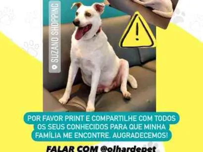 Cao Virá lata Grande 6-anos-Acima