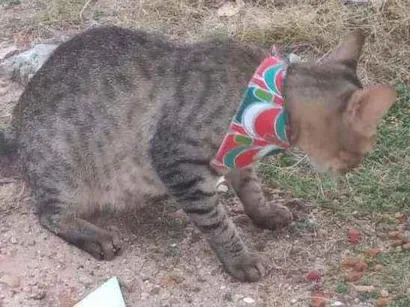 Gato Não sei Pequeno 7-a-11-meses