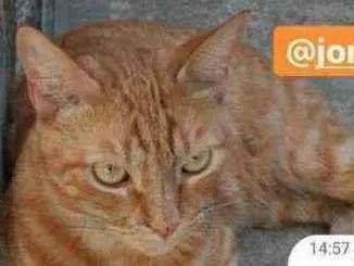 Gato  Medio 5-anos