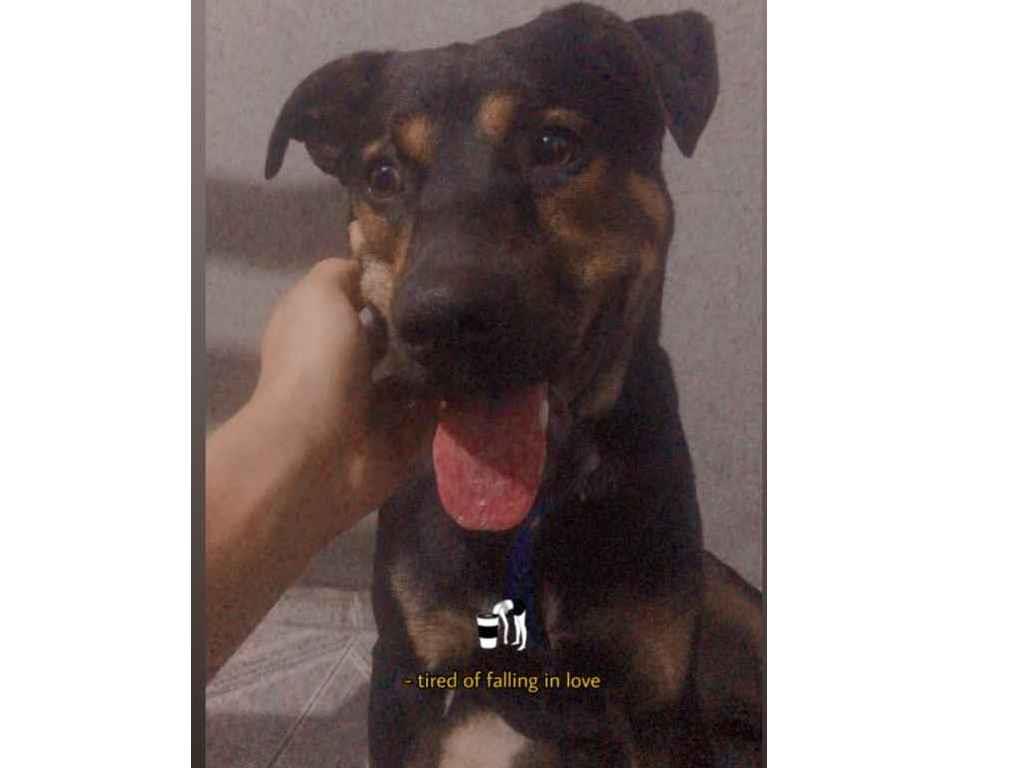 Cachorro Encontrado São Paulo/SP | KLAUS | 2 a 6 meses | Raça MISTURA DE ROTWAILLER/LABRADOR | tamanho Médio