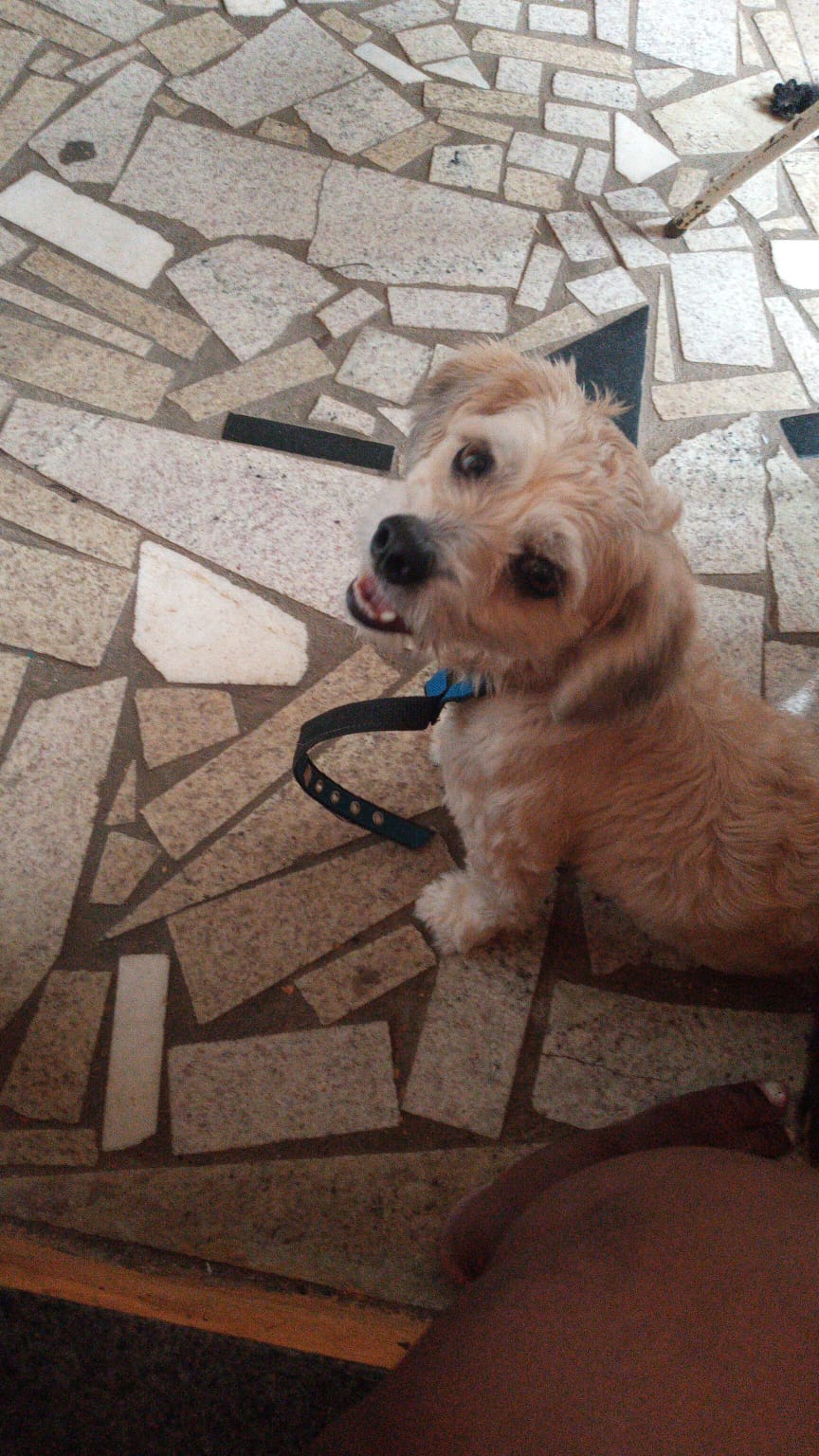 Marley   para adoção | foto 2