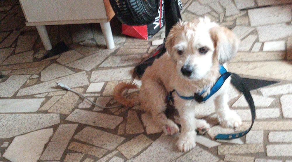 Marley   para adoção | foto 3