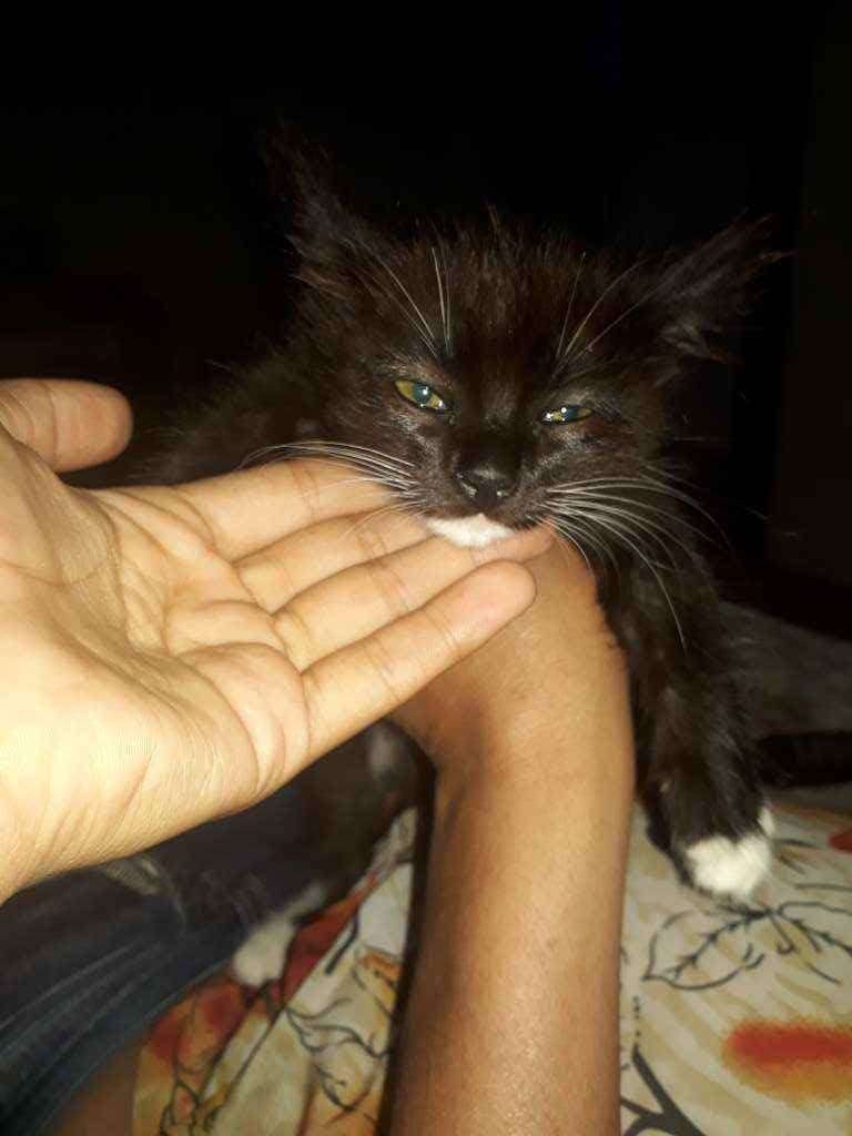 Gatinha  para adoção | foto 2