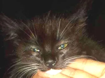 Gato Especie peluda Pequeno Abaixo-de-2-meses