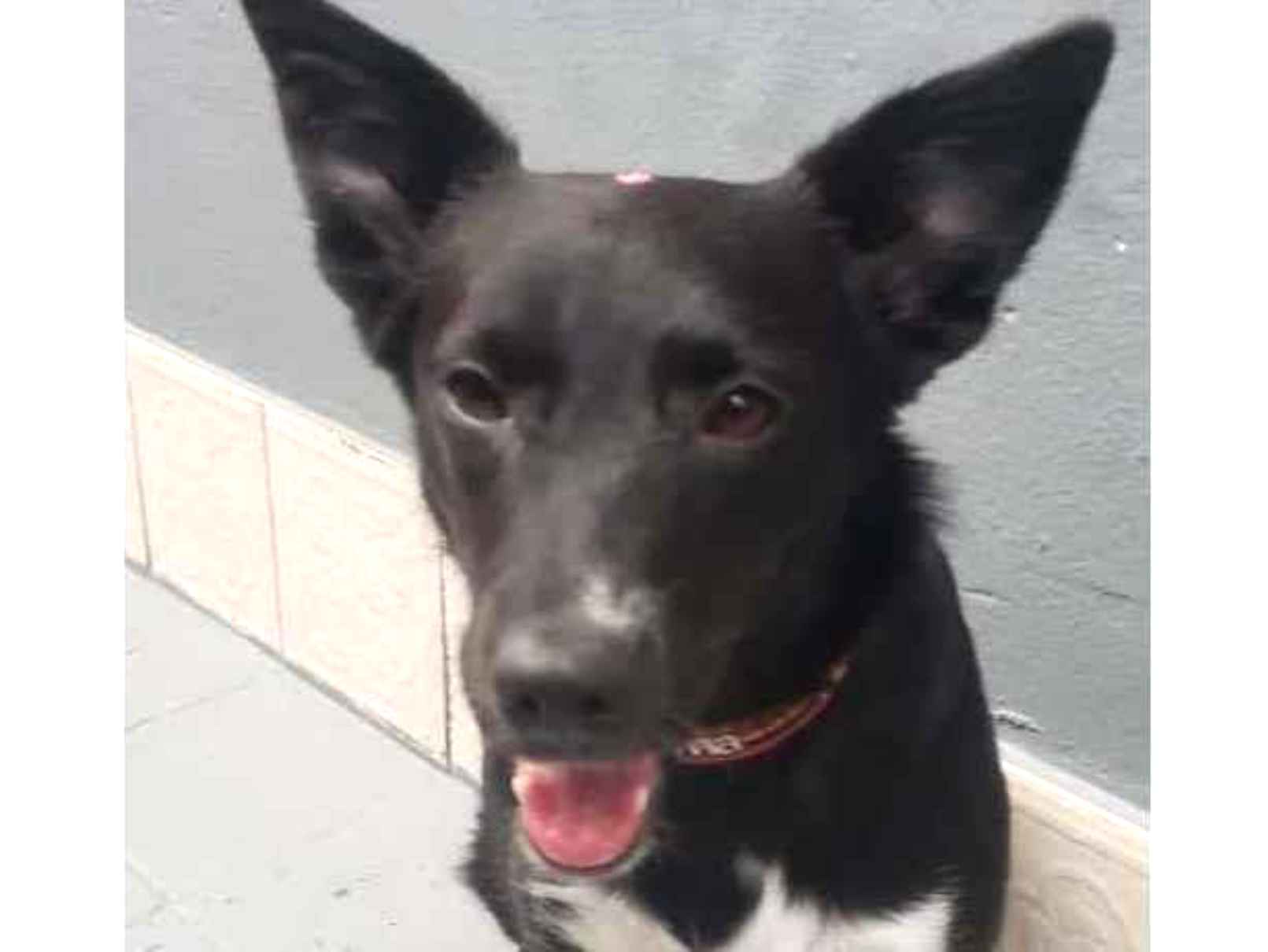 Adoção de Cachorro São Paulo/SP | WENDY | 1 ano | Raça Poodle | tamanho Pequeno