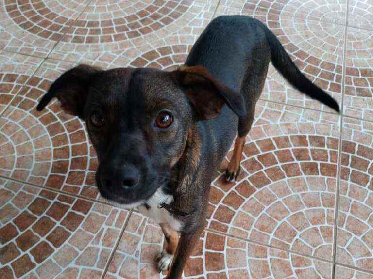 Adoção de Cachorro São Paulo/SP | Jade | 7 a 11 meses | Raça Vira Lata  | tamanho Médio