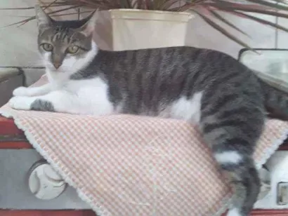Gato SRD Medio 5-anos