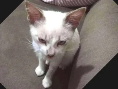 Gato Siamesa  Pequeno 2-a-6-meses