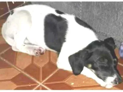 Cao Vira lata Medio 2-a-6-meses