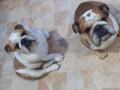 Cao Bulldog Inglês  Pequeno 2-anos