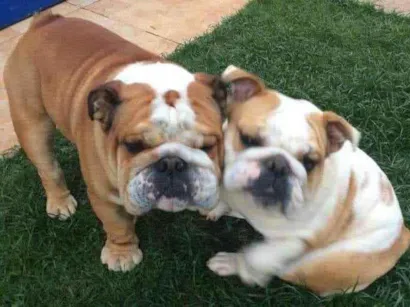 Cao Bulldog Inglês  Pequeno 2-anos