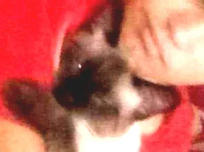 Gato Sianes misturado com gato sem  Pequeno 1-ano