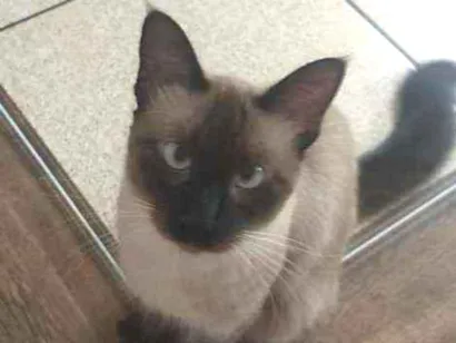 Gato Sianes misturado com gato sem  Pequeno 1-ano