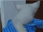Gato Indefinida Pequeno Abaixo-de-2-meses