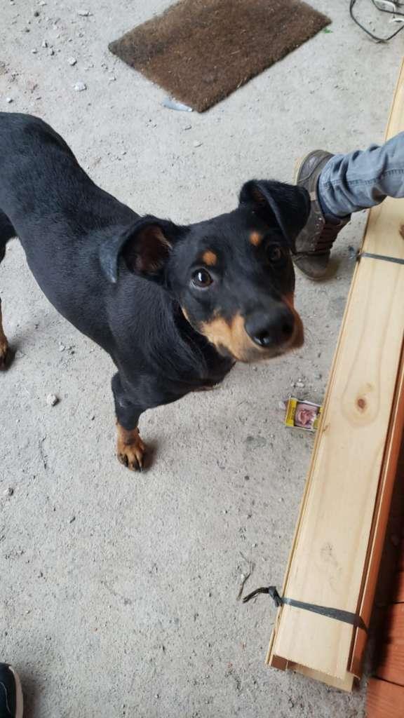Pipoco  para adoção | foto 2