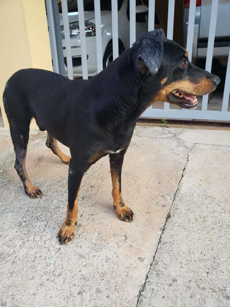 Pipoco  para adoção | foto 5