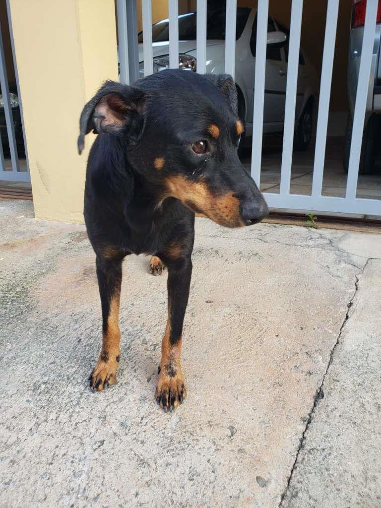 Pipoco  para adoção | foto 9