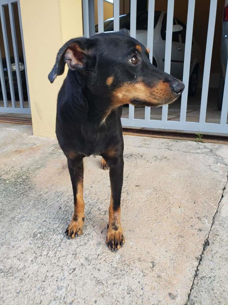 Pipoco  para adoção | foto 10