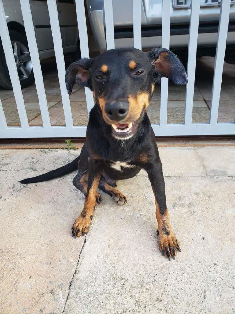 Pipoco  para adoção | foto 11