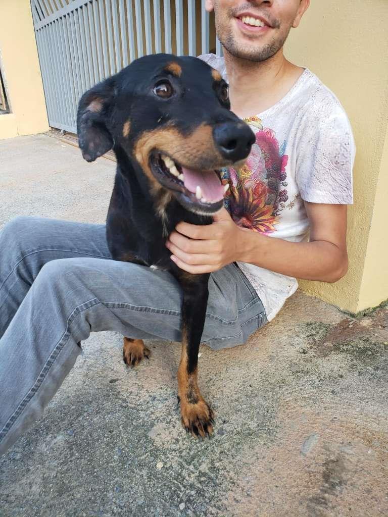 Pipoco  para adoção | foto 17