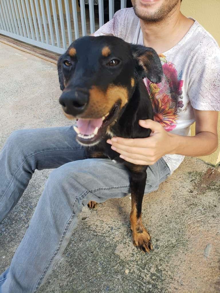 Pipoco  para adoção | foto 23