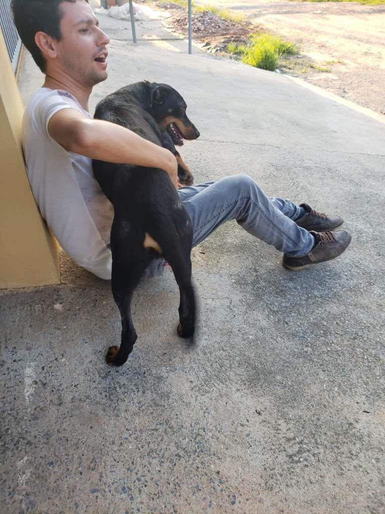 Pipoco  para adoção | foto 24