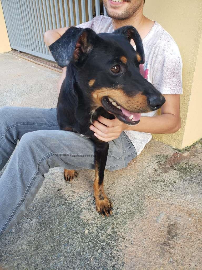 Pipoco  para adoção | foto 28