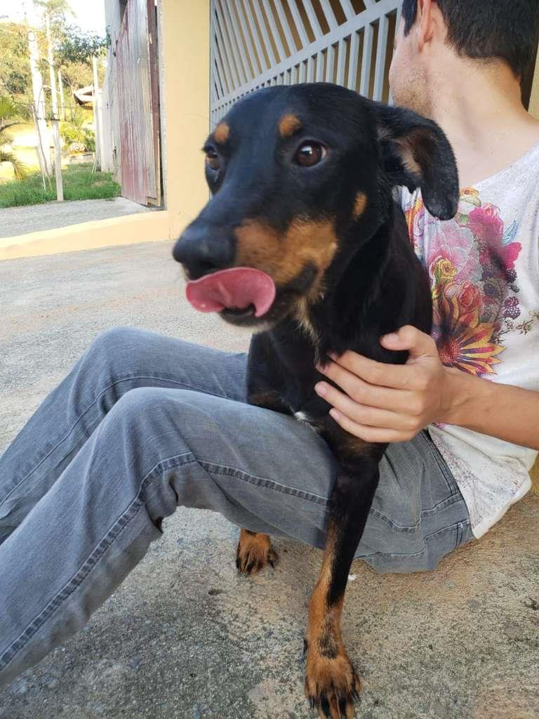 Pipoco  para adoção | foto 29