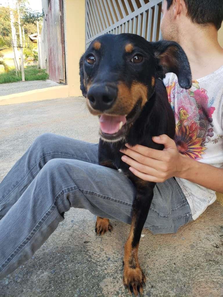 Pipoco  para adoção | foto 30