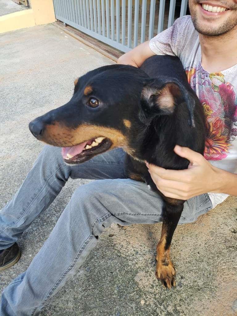 Pipoco  para adoção | foto 31
