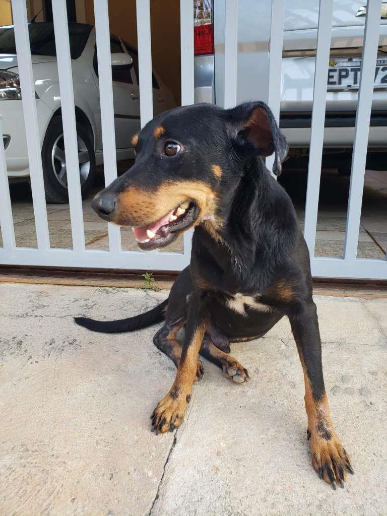Pipoco  para adoção | foto 32