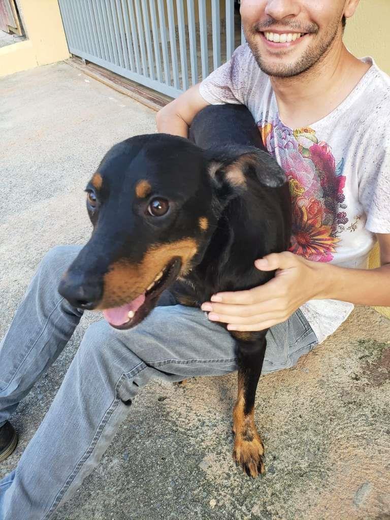 Pipoco  para adoção | foto 34