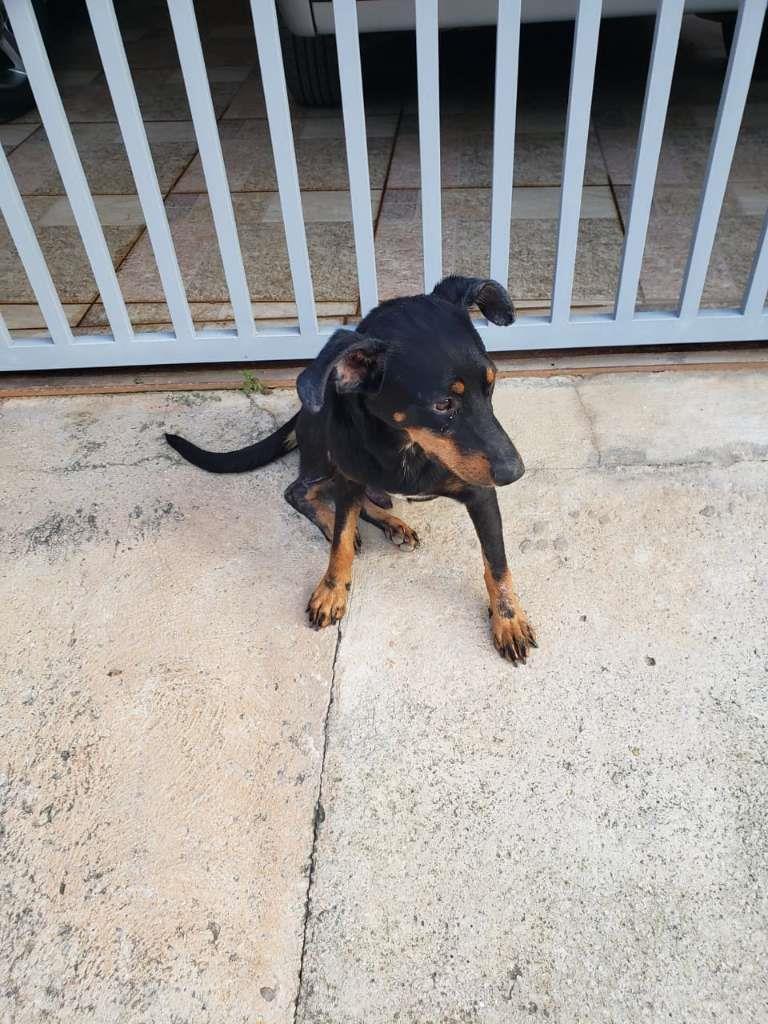 Pipoco  para adoção | foto 35
