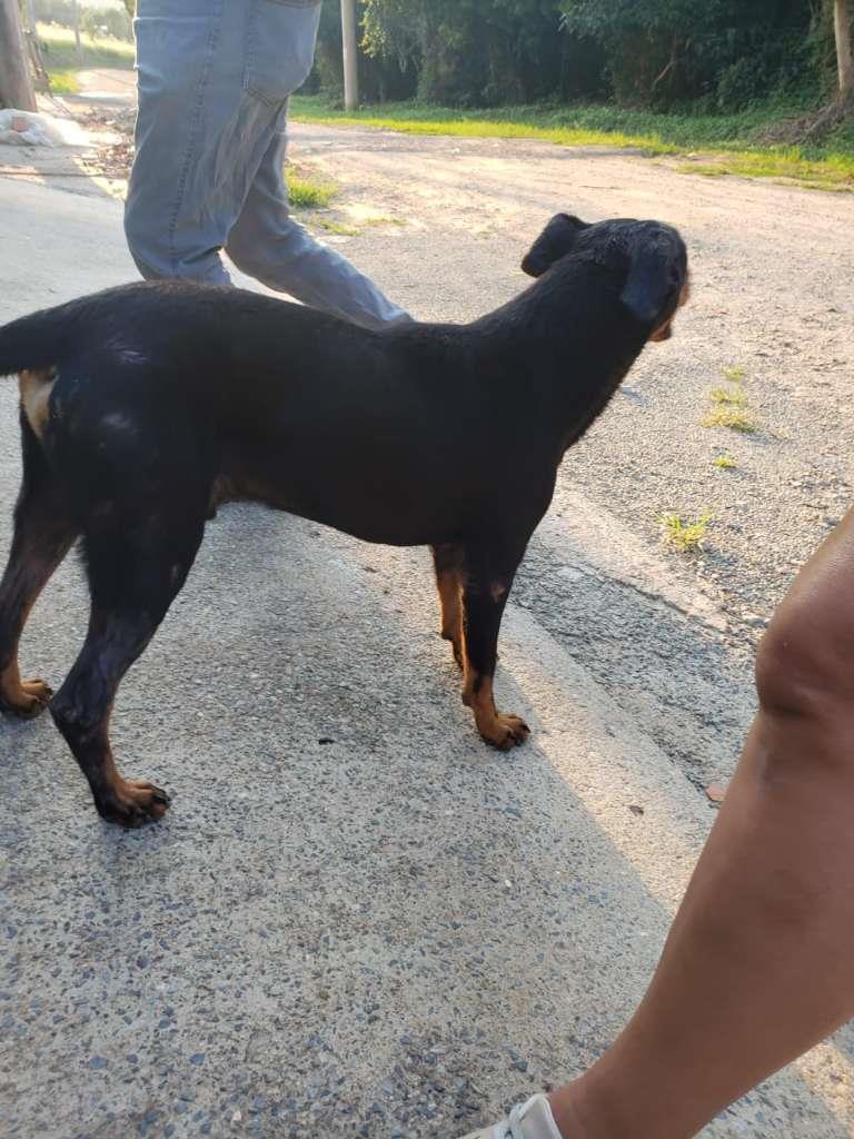 Pipoco  para adoção | foto 40