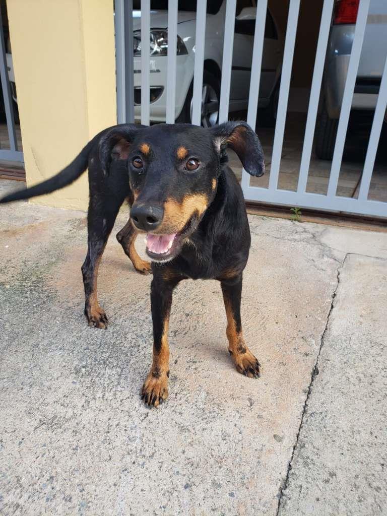 Pipoco  para adoção | foto 41