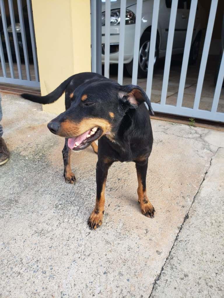 Pipoco  para adoção | foto 42