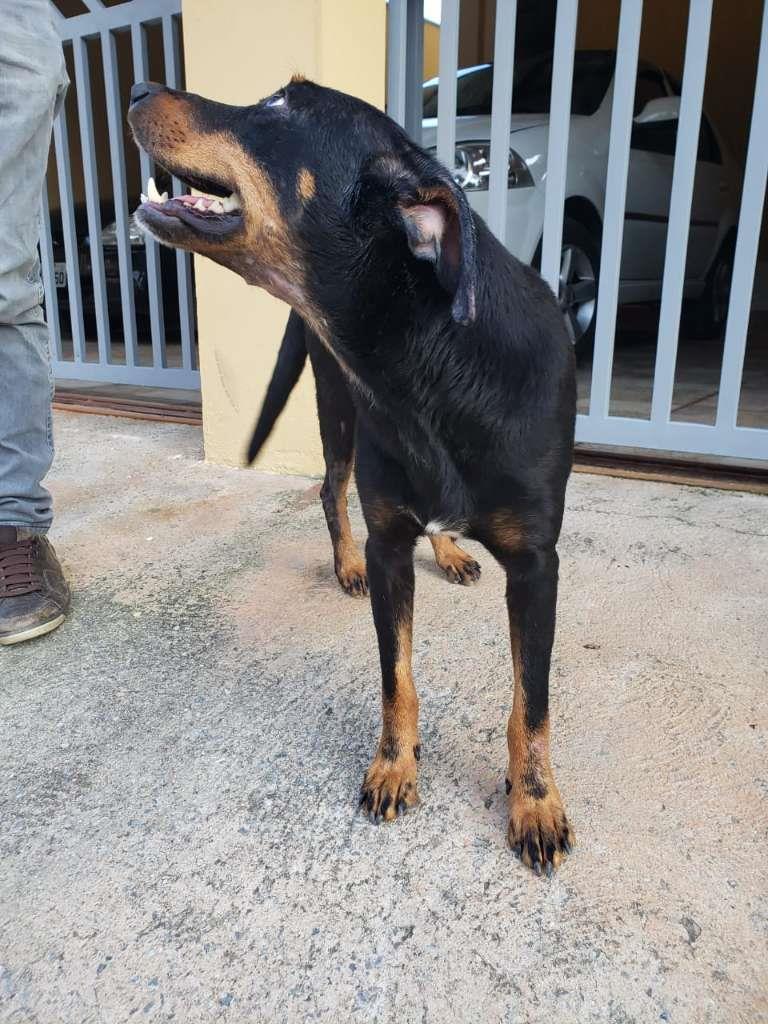 Pipoco  para adoção | foto 44