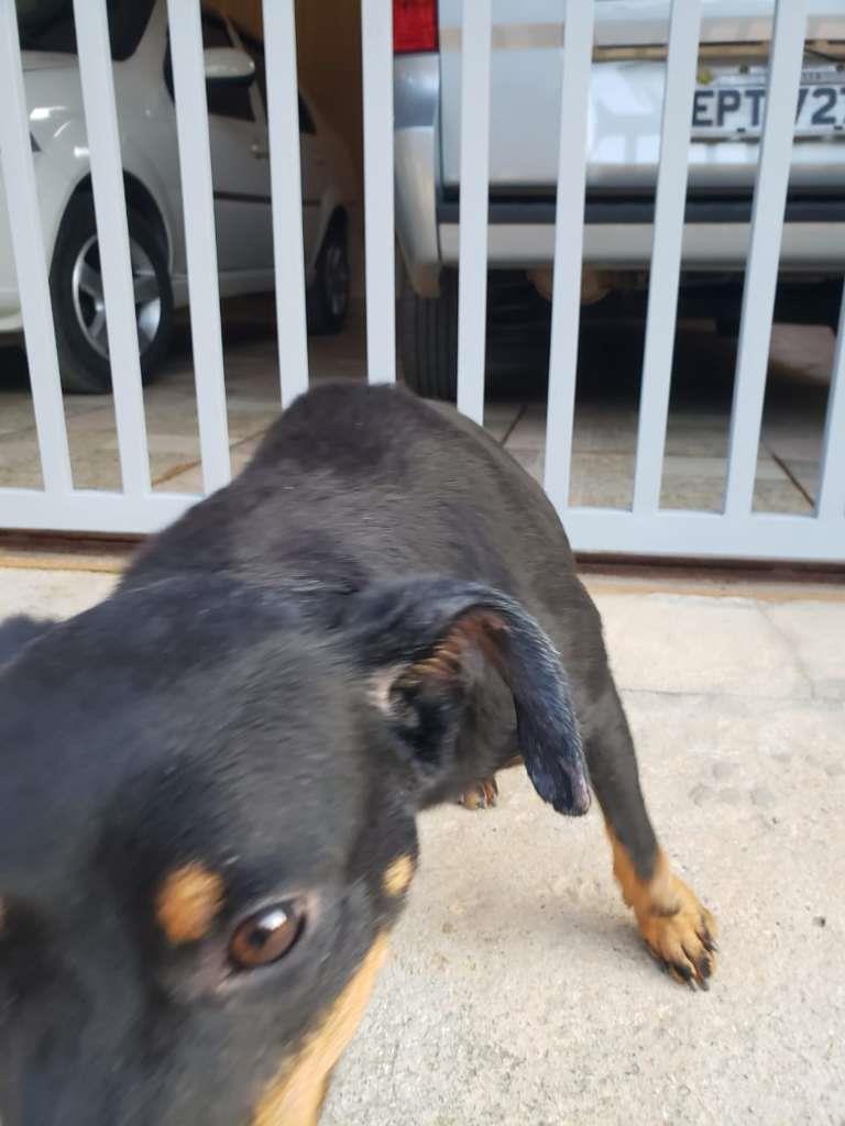 Pipoco  para adoção | foto 45