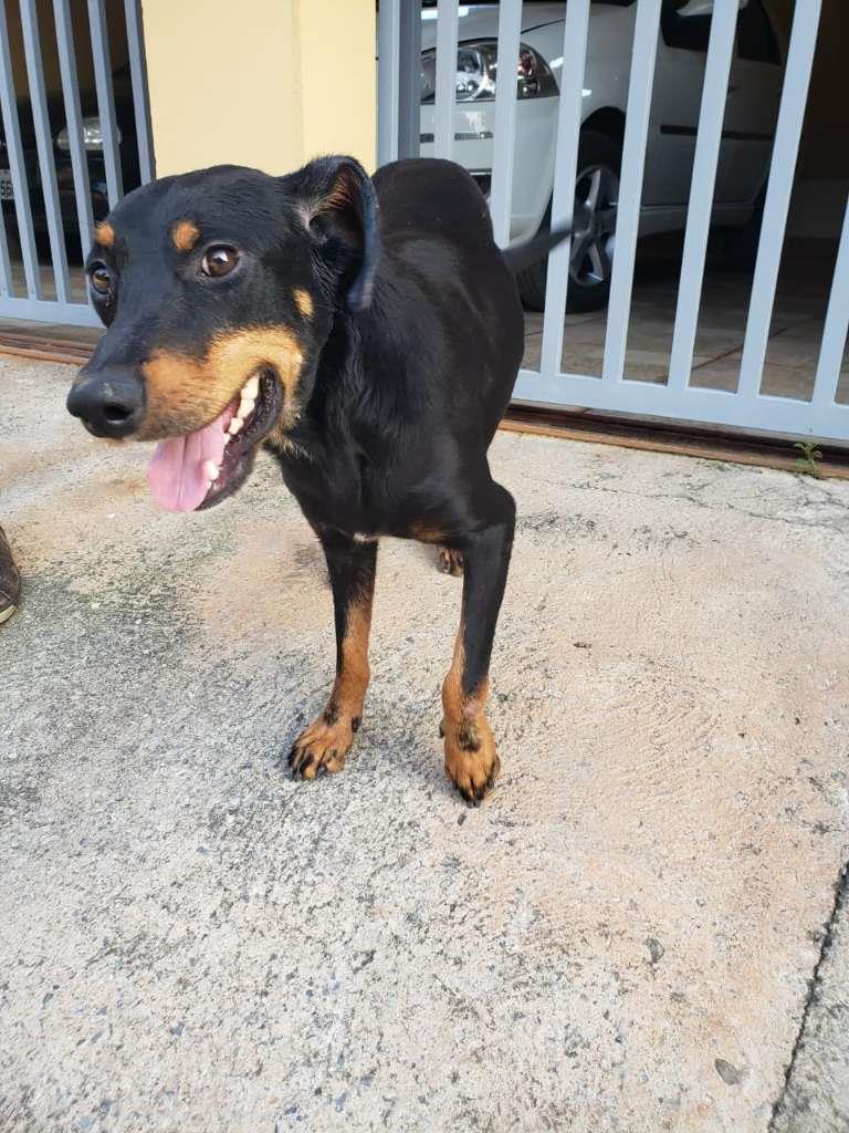 Pipoco  para adoção | foto 46