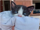 Gato Sem raça definida  Pequeno Abaixo-de-2-meses