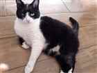 Gato para adoção Macho Pequeno 7 a 11 meses