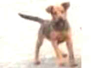 Adoção de Cachorro Araranguá/SC | sem | 2 a 6 meses | Raça sem | tamanho Pequeno