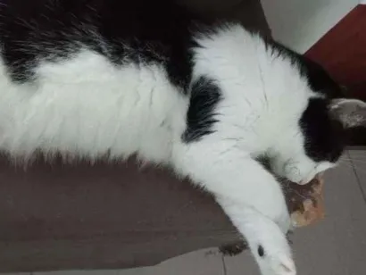 Gato  Medio 4-anos